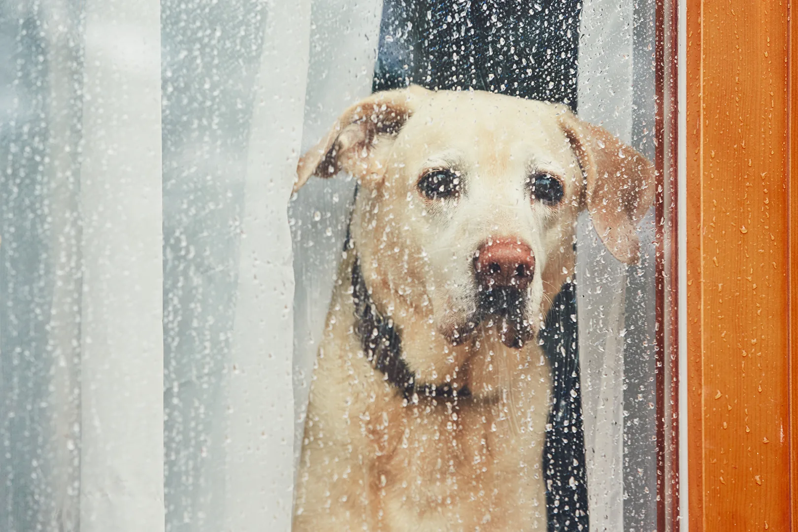 June 2024 Dog Rain 1016969386