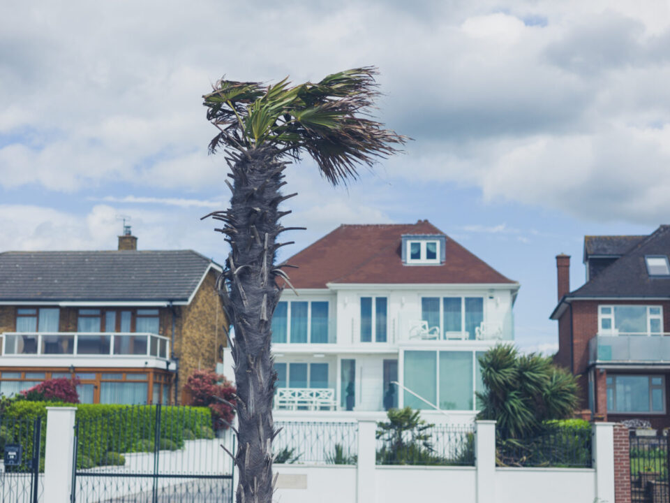 A,Palm,Tree,By,The,Seaside,Blowing,In,The,Wind