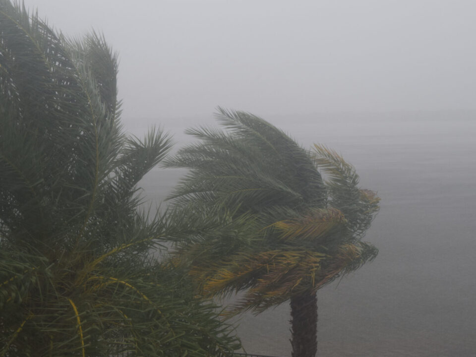 Hurricane,Dorian:,South,Florida,,September,2,,2019, ,Trees,During